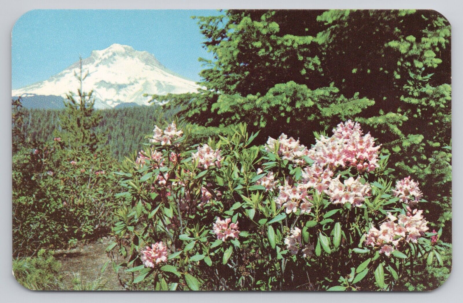 Native Rhododendrons, Oregon Postcard 3495