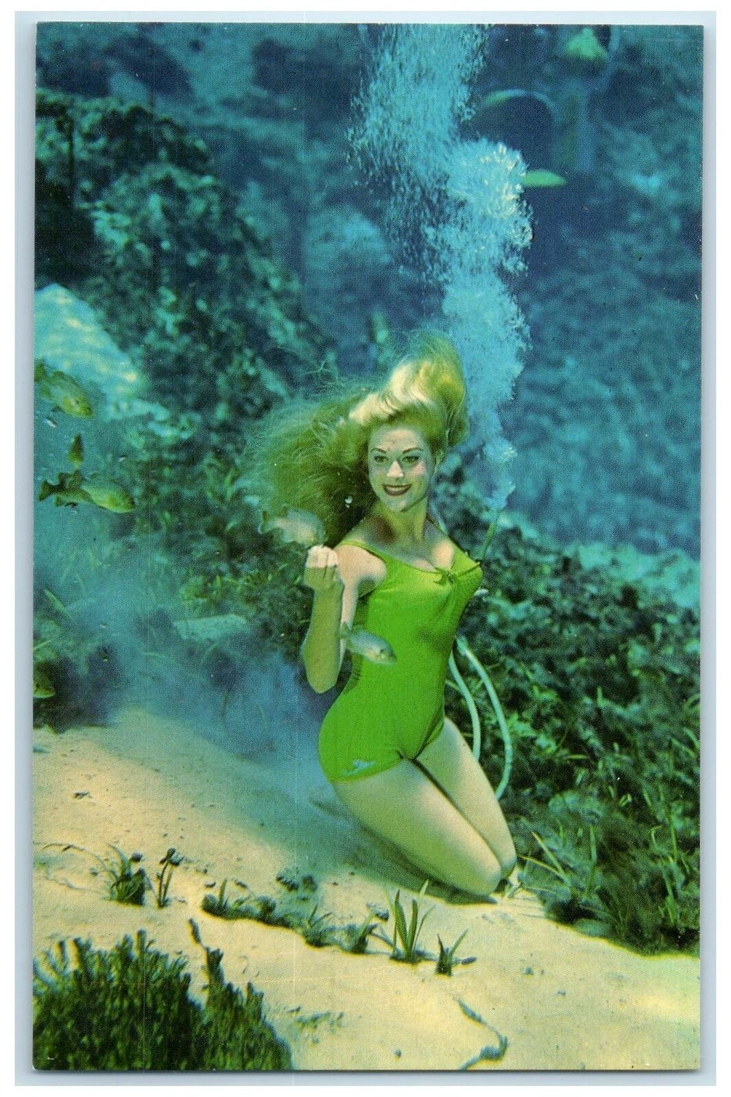 c1960's Florida's World Famous Weeki Wachee Springs Florida FL Unposted Postcard