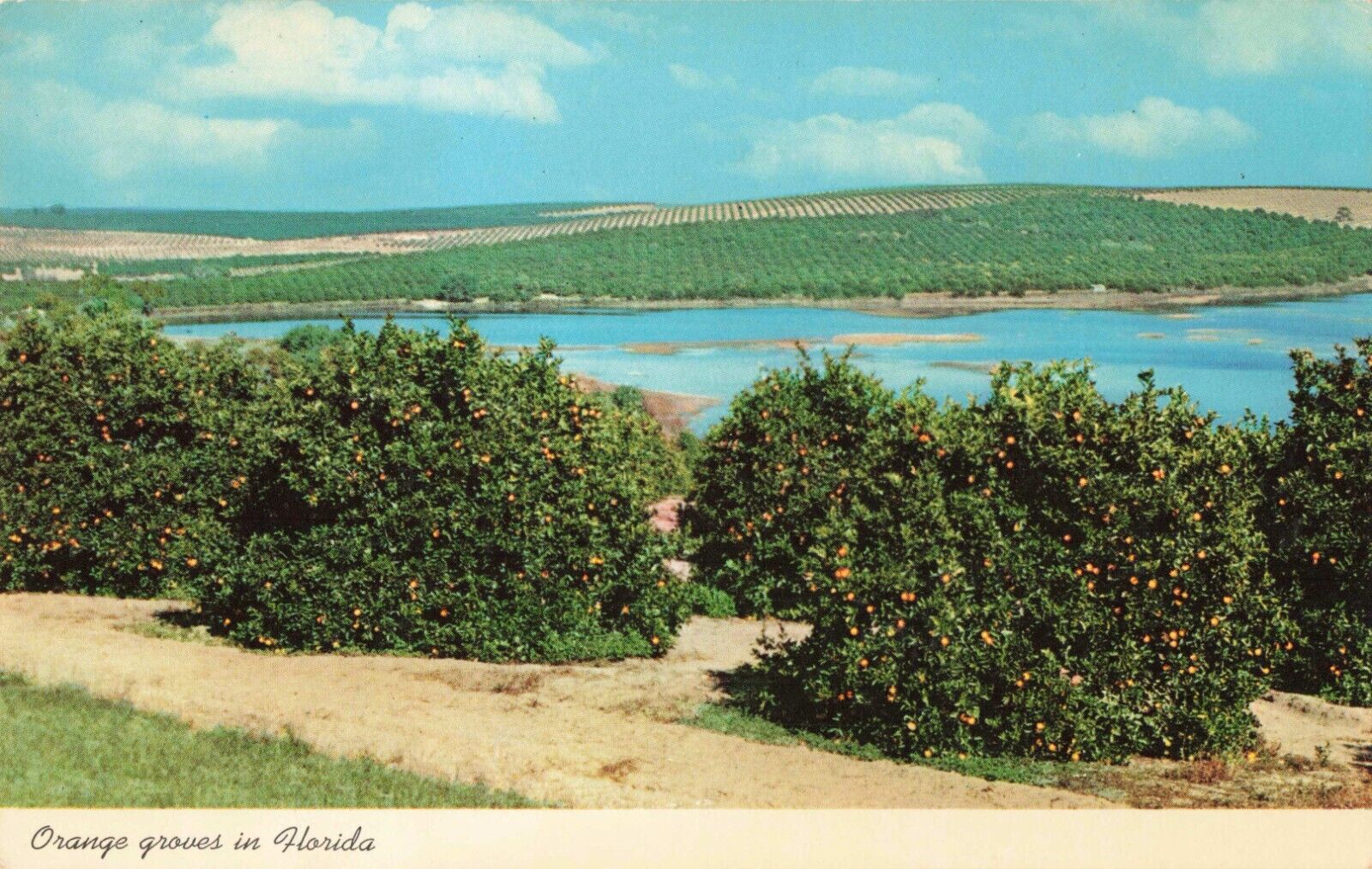 Beautiful Florida Orange Groves & Lakes, Vintage Postcard