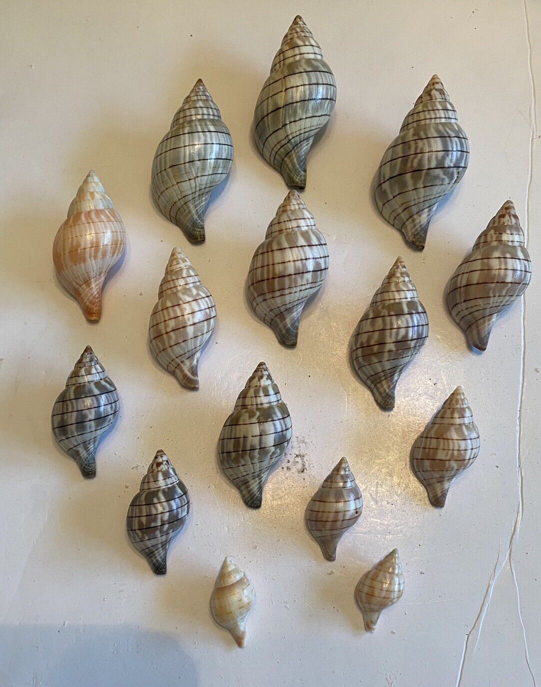 15 Beautiful Banded Tulip Shells From SW Florida