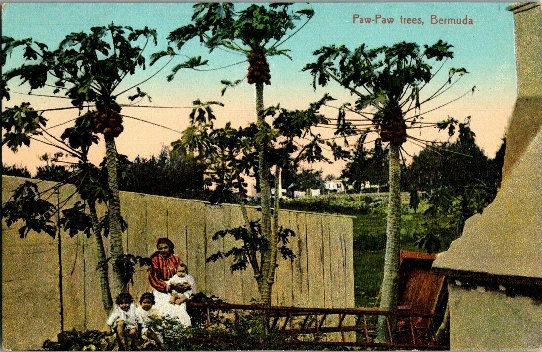 1910. PAW-PAW TREES. BERMUDA. POSTCARD. PL9