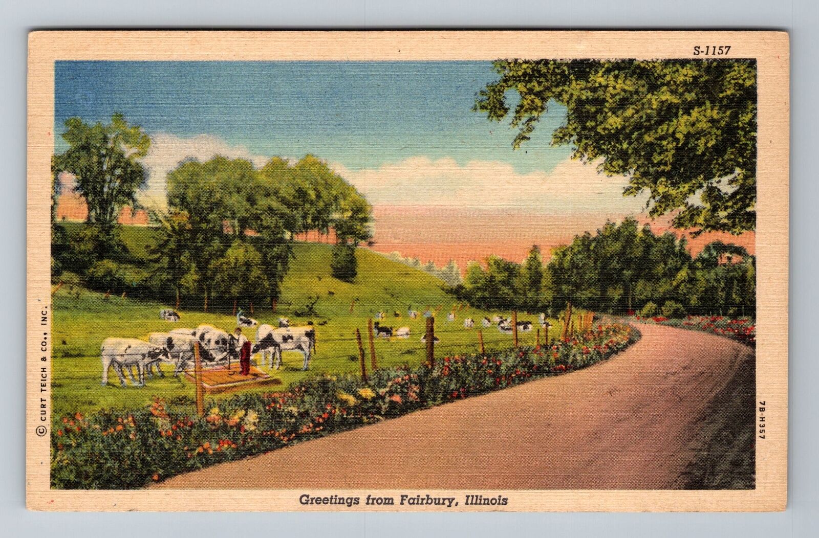 Fairbury IL-Illinois, Scenic Greetings, Cows Grazing, Vintage Postcard