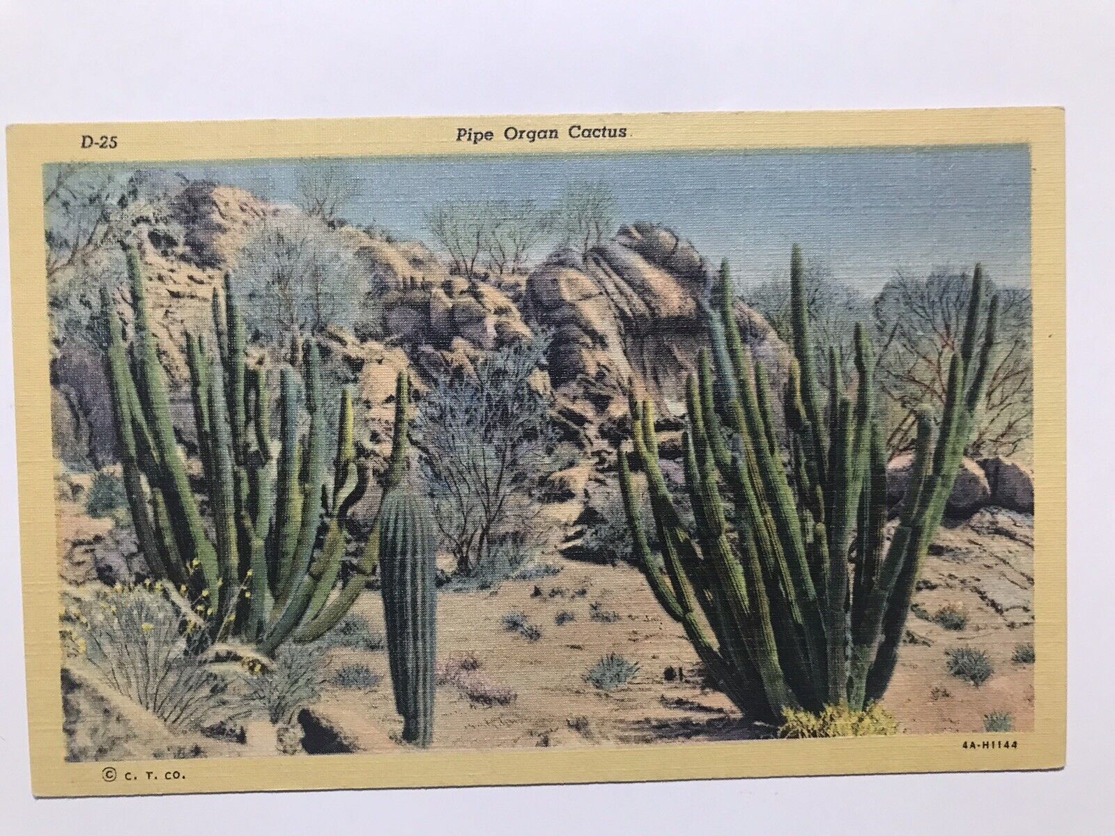 1940 Pipe Organ Cactus Postcard