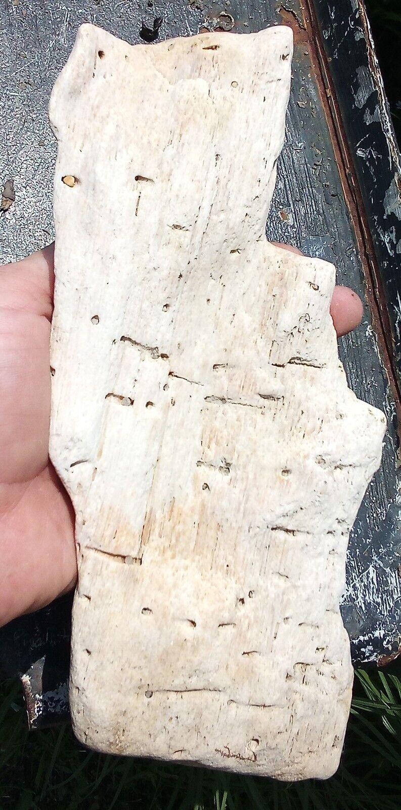 Petrified wood found in Bayou La Terre Kiln,MS 39556 original over 1000 yrs old 
