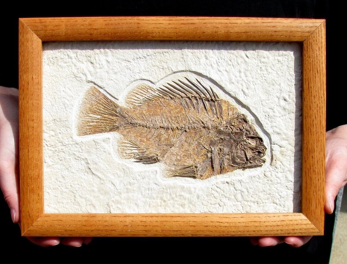 EXTINCTIONS- BEAUTIFUL, LARGE FRAMED COCKERELLITES FOSSIL FISH - GREAT GIFT IDEA