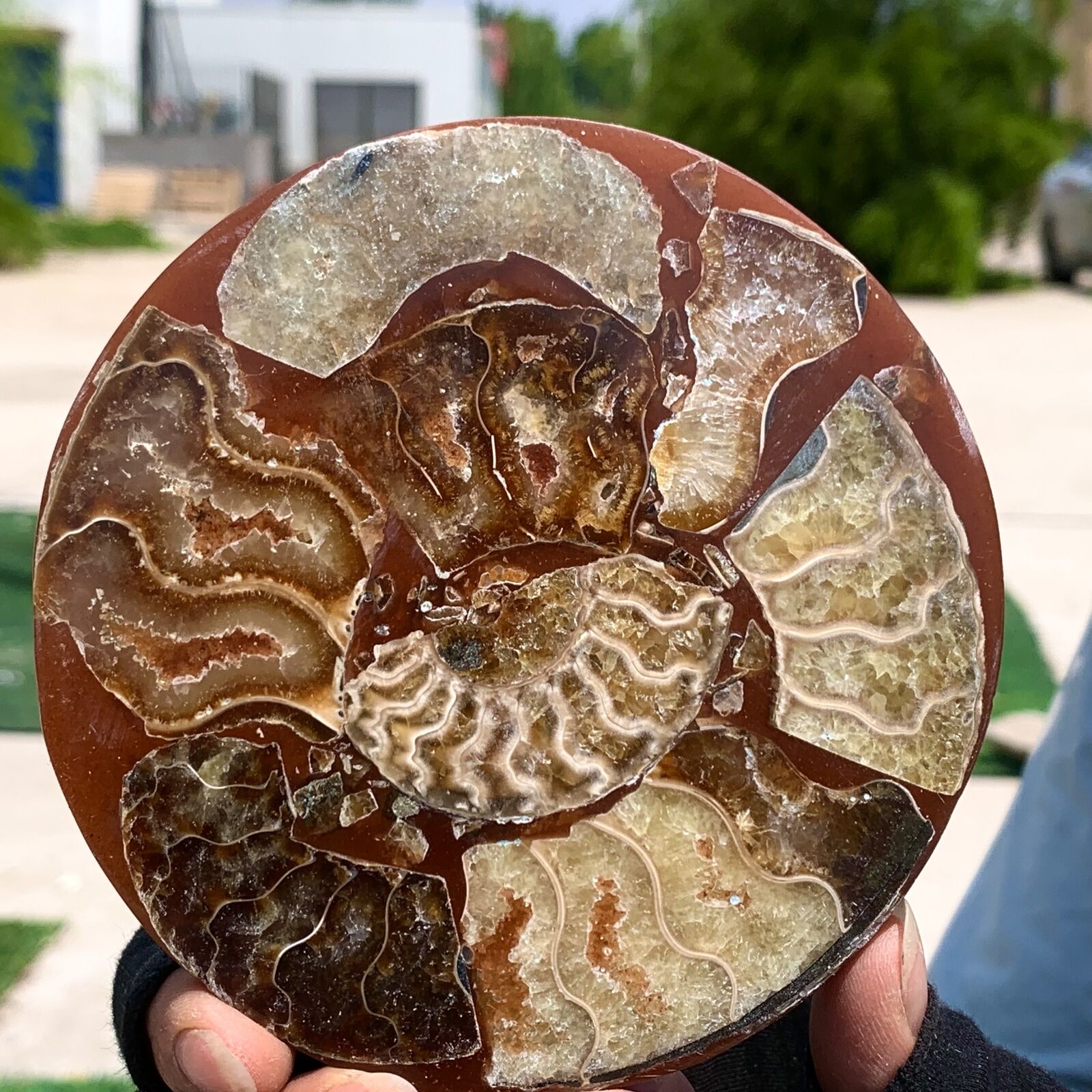 146G Rare Natural Tentacle Ammonite Fossil Specimen Shell Healing Madagascar