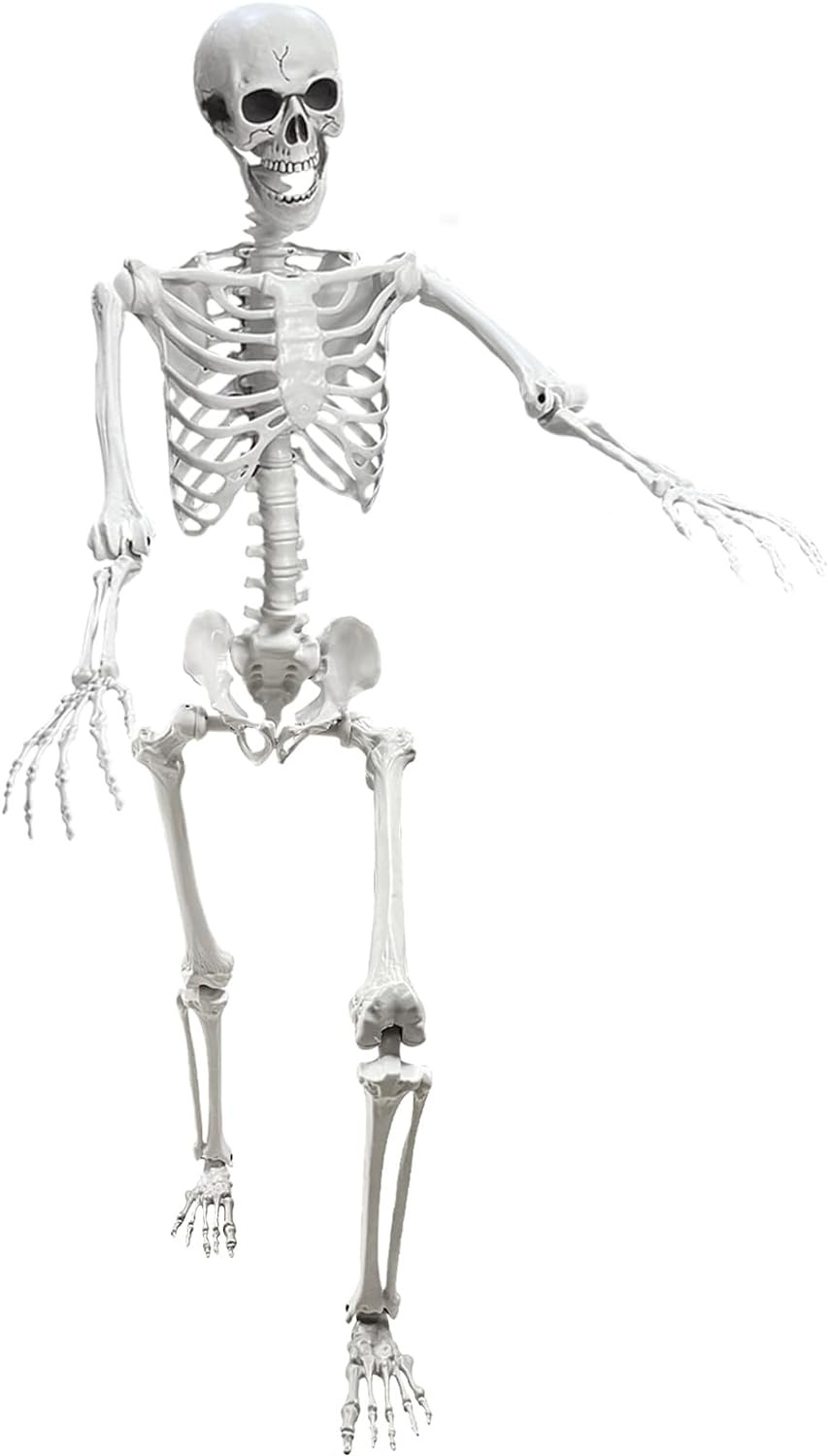 5.4Ft Posable Life Size Human Adult Skeletons Plastic Human Bones with Movable J