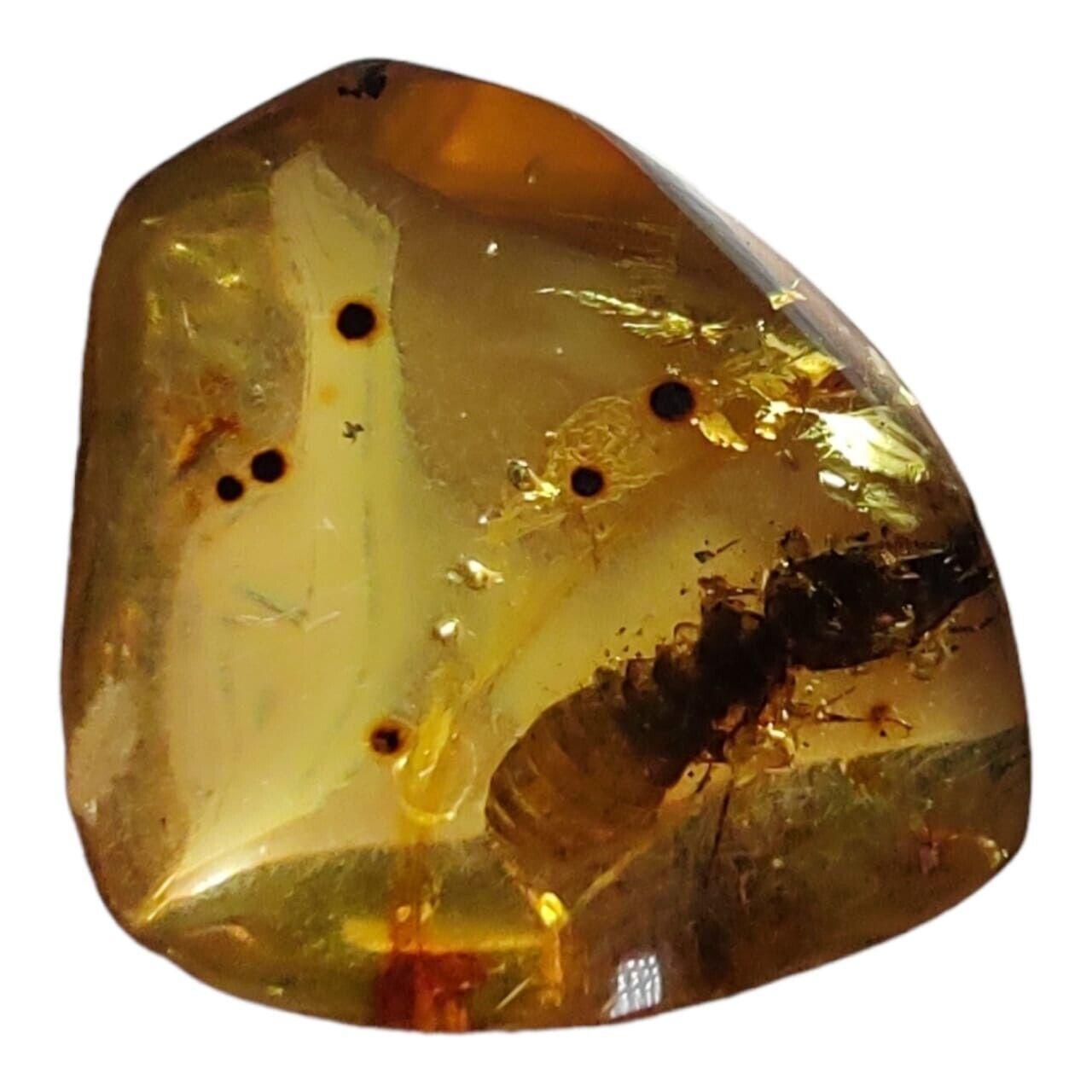 Mexican Amber from Chiapas with Termite Insect - Exceptional Quality 