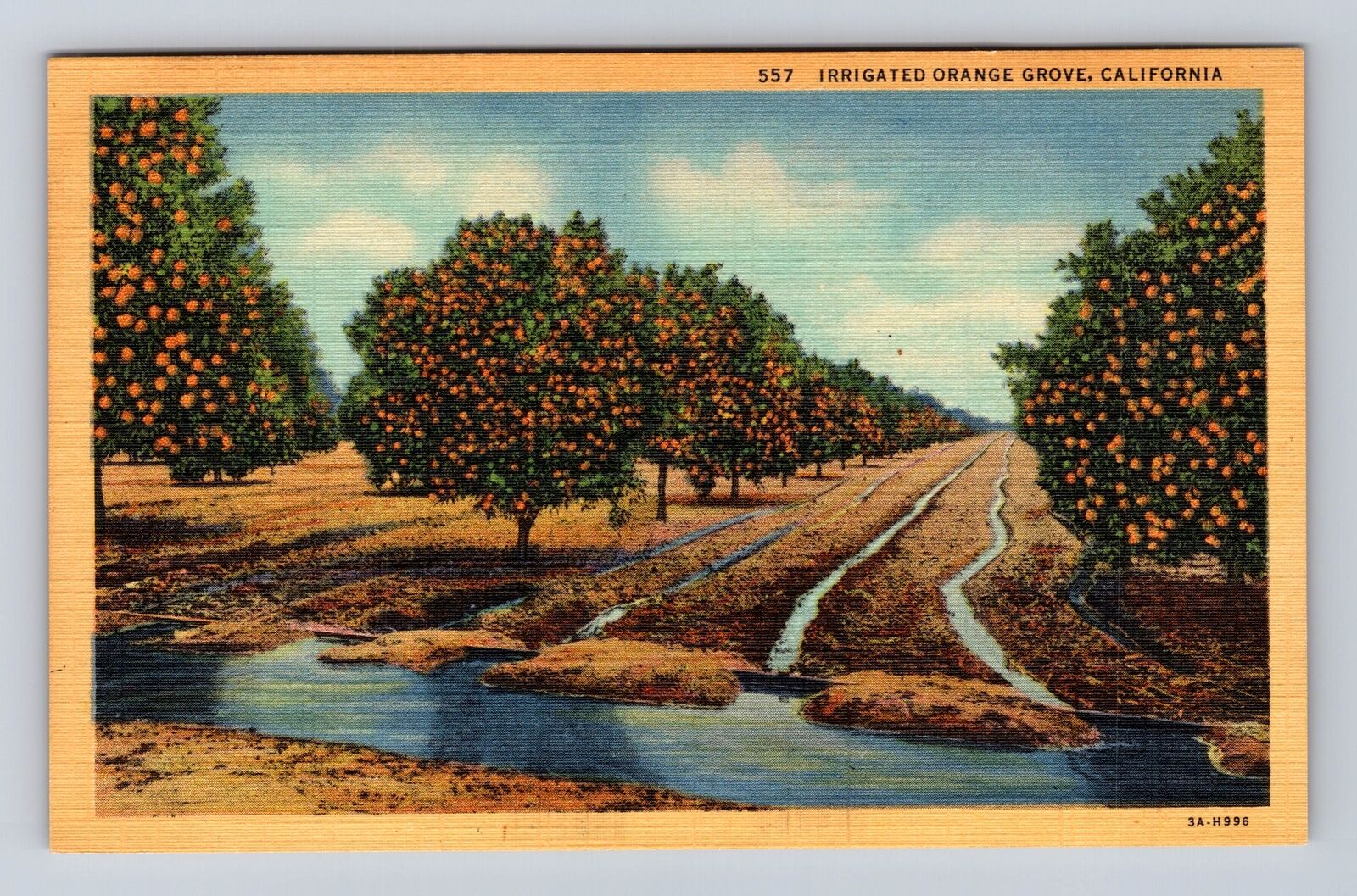 CA- California, Irrigated Orange Grove, Antique, Vintage Souvenir Postcard