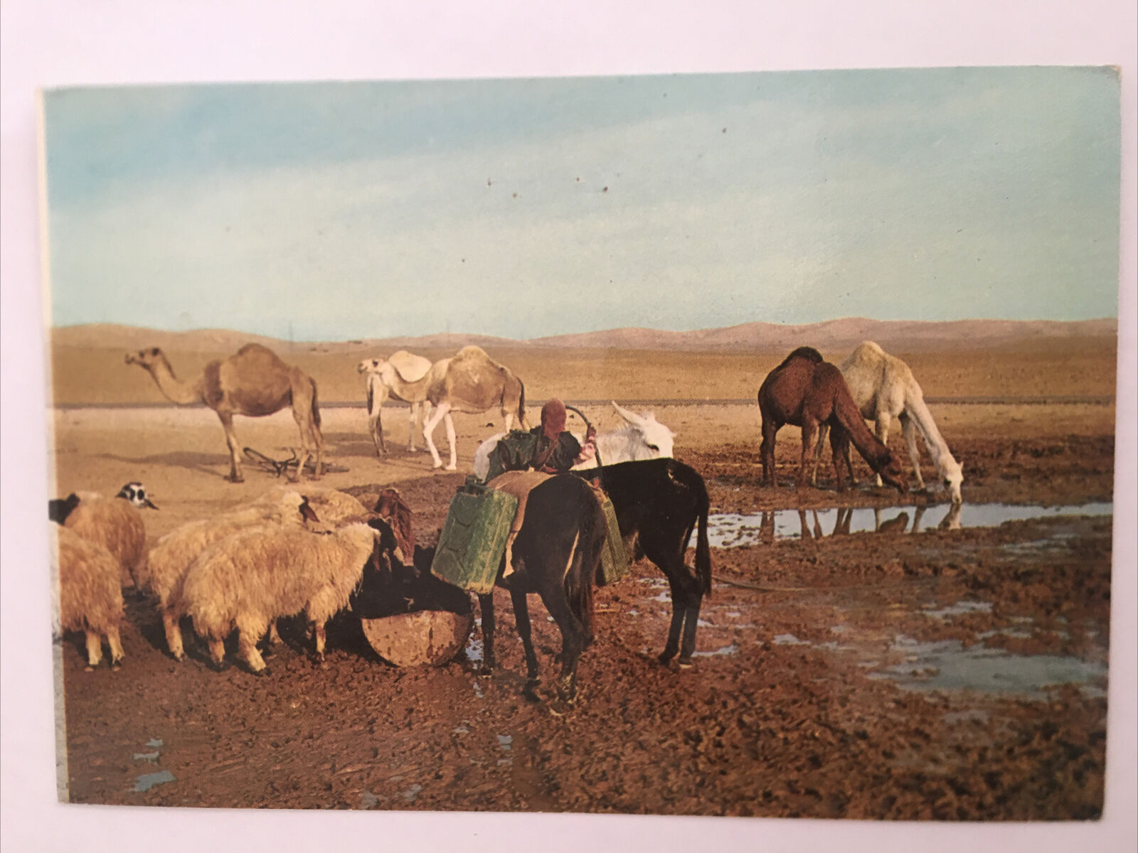 Judean Desert Near The Well In The Desert Vintage Postcard