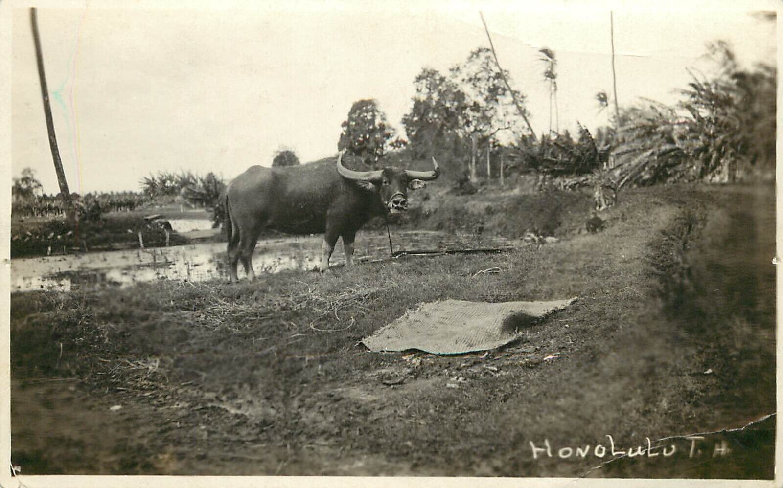 RPPC Postcard Water Buffalo in Taro Field, Honolulu T.H. Unposted c.1910-1930