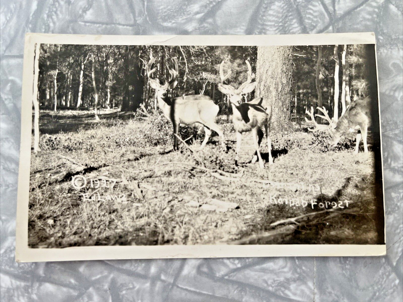 RPPC Deer Bucks Kaibab Forest AZ