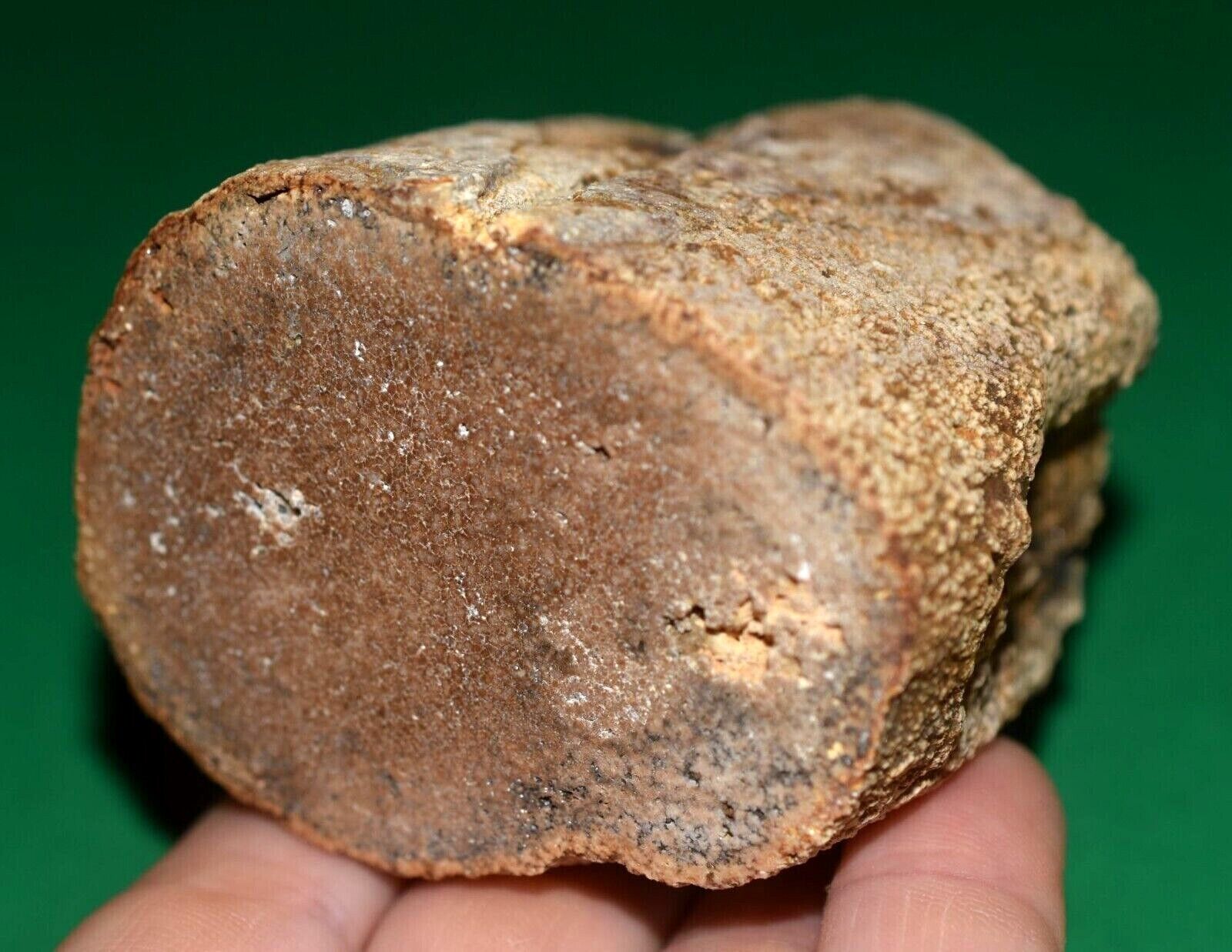 RARE Halite Replaced Pseudomorph Fossilized Wood Limb Holley Wood Ranch, Oregon