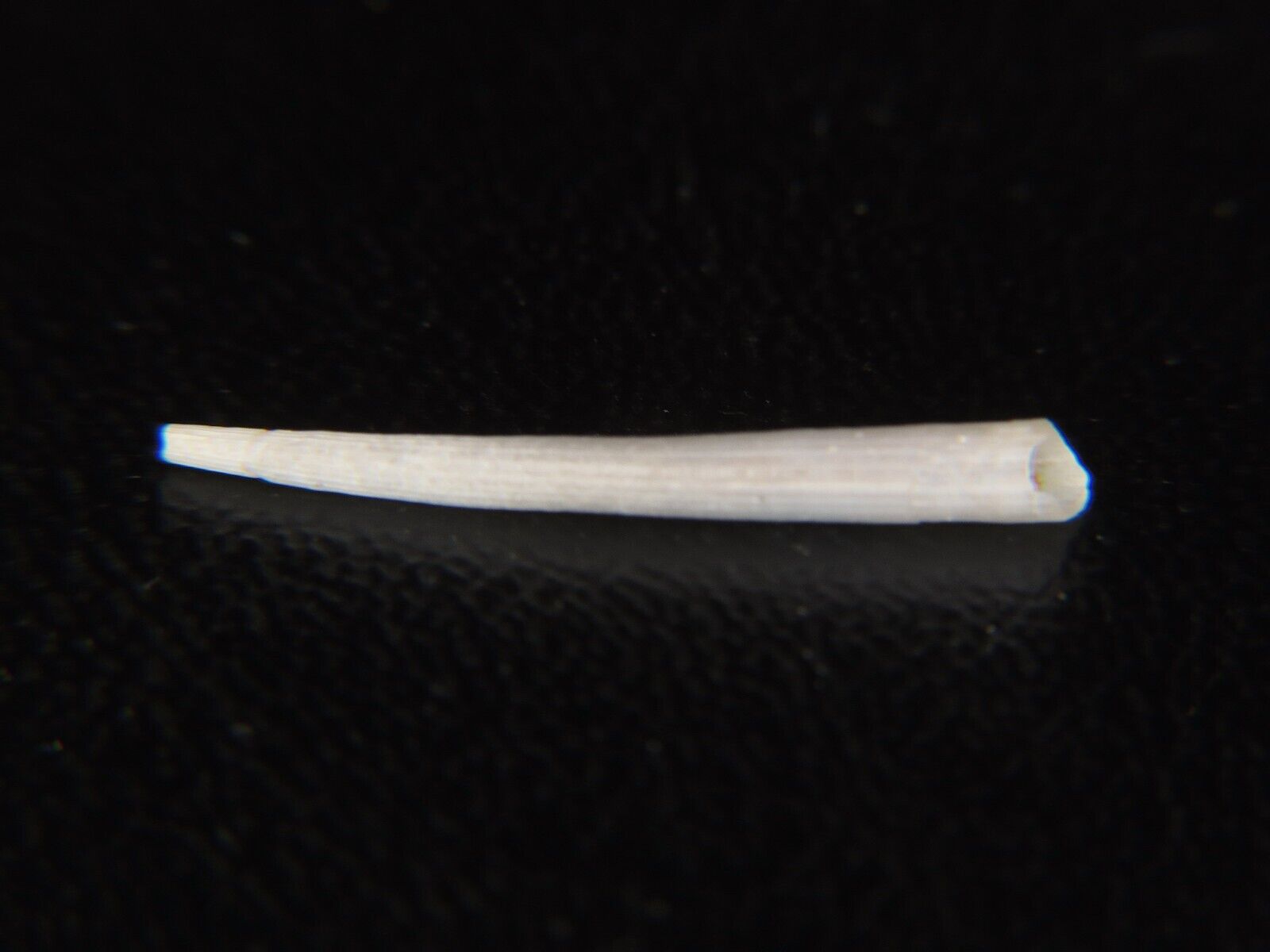 DENTALIUM COMPLEXUM:HAW\'N ENDEMIC TUSK SHELL FROM ONLY EXTREME DEPTHS @ 20.16MM