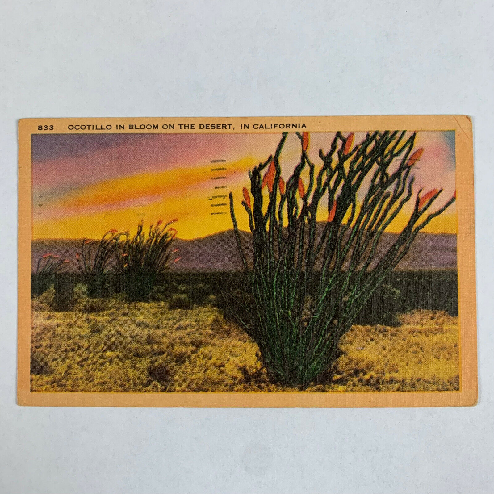 Postcard California CA Desert Ocotillo Bloom Flower Botany 1956 Linen Posted