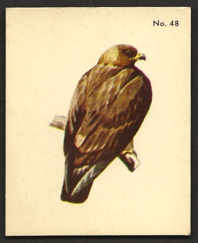 1952 GOLDEN EAGLE Card PARKHURST Gum V339-2 Audubon BIRDS Canadian #48 Bird