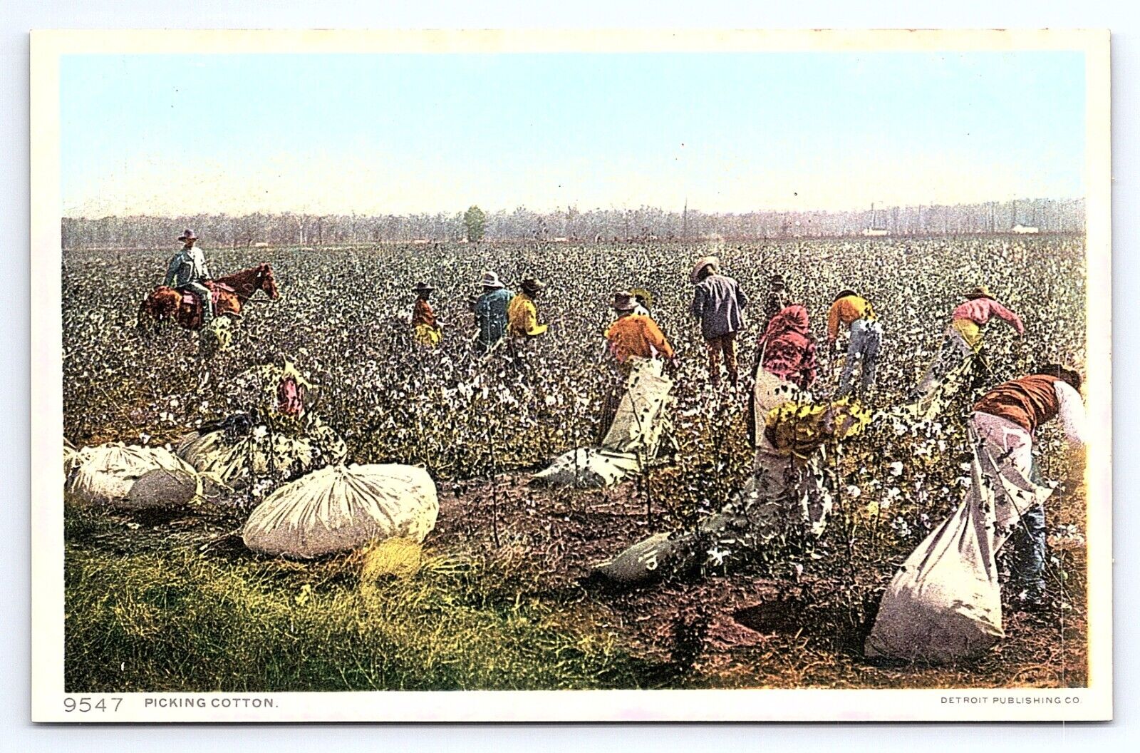 Postcard Picking Cotton Detroit Publishing c.1908 Phostint