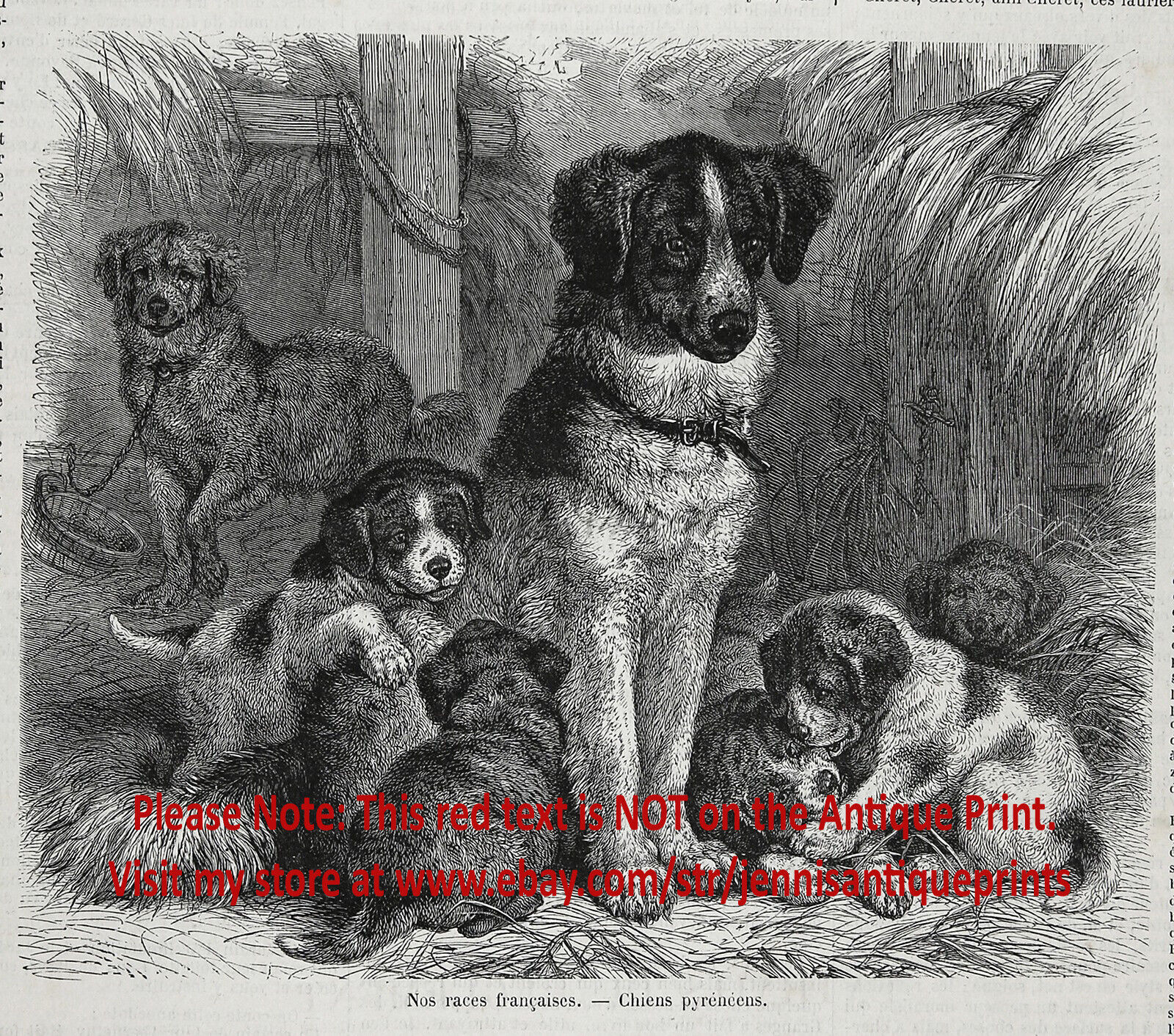 Dog Great Pyrenees Mother & Puppies, Historic 1870s Antique Engraving Print