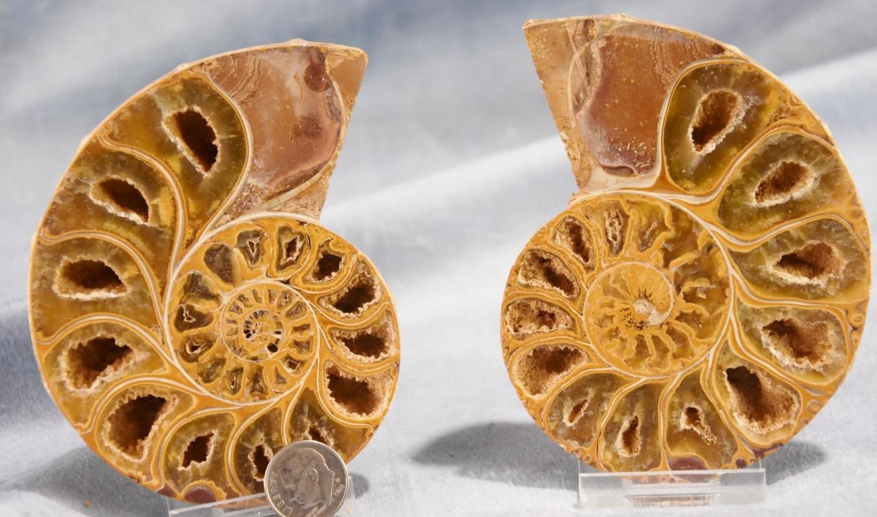 Large Ammonite Pair Phylloceras V-Shaped Nautiloid 110myo FOSSIL 95mm 4.0\
