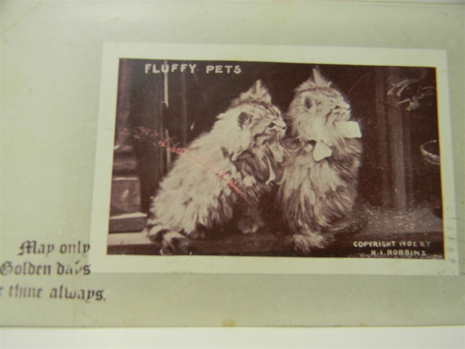 Vintage 1911 Fluffy Pets Cute Cats Postcard P21