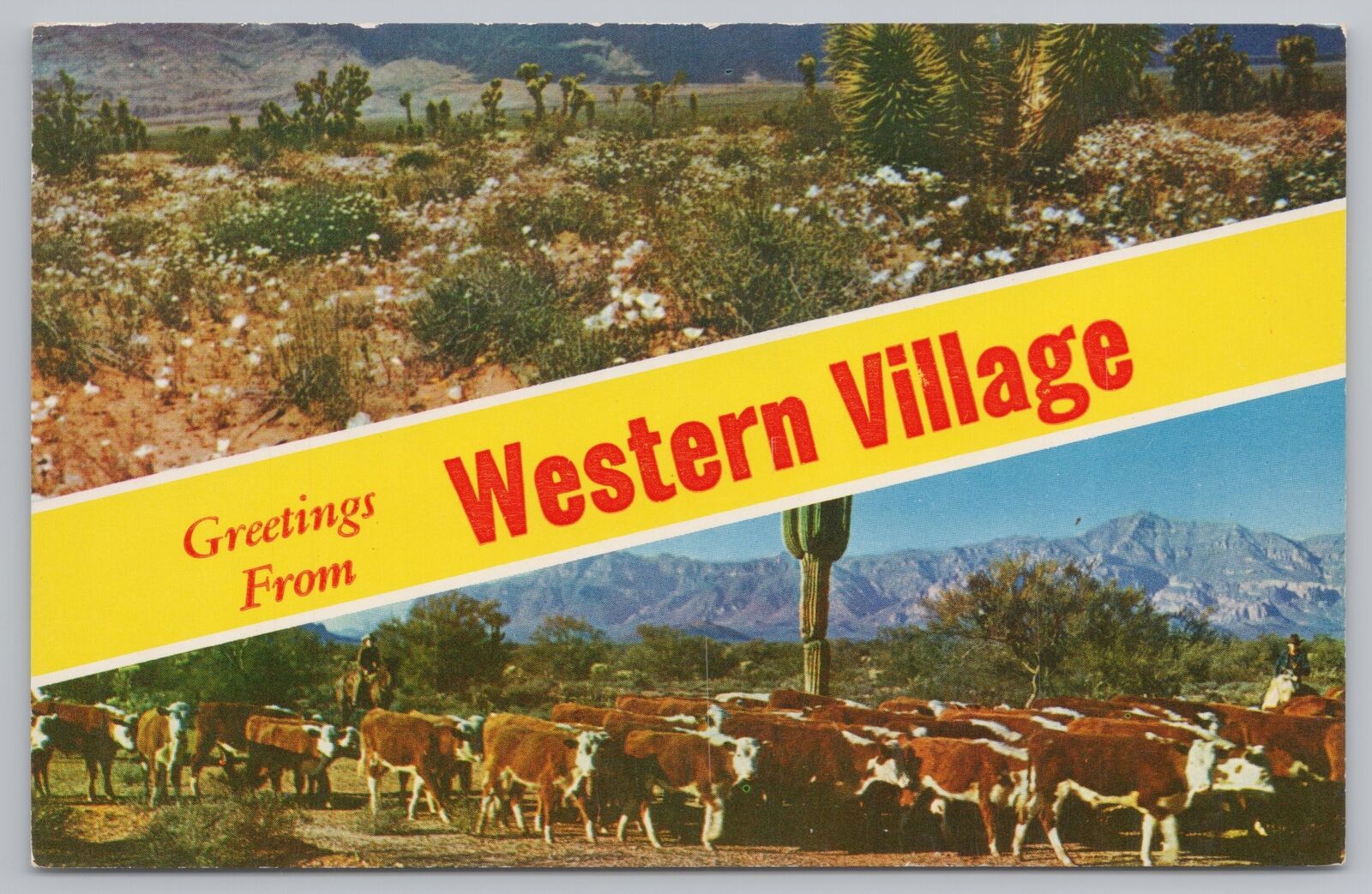 State View~Desert Flowers & Cows From Western Village~Vintage Postcard