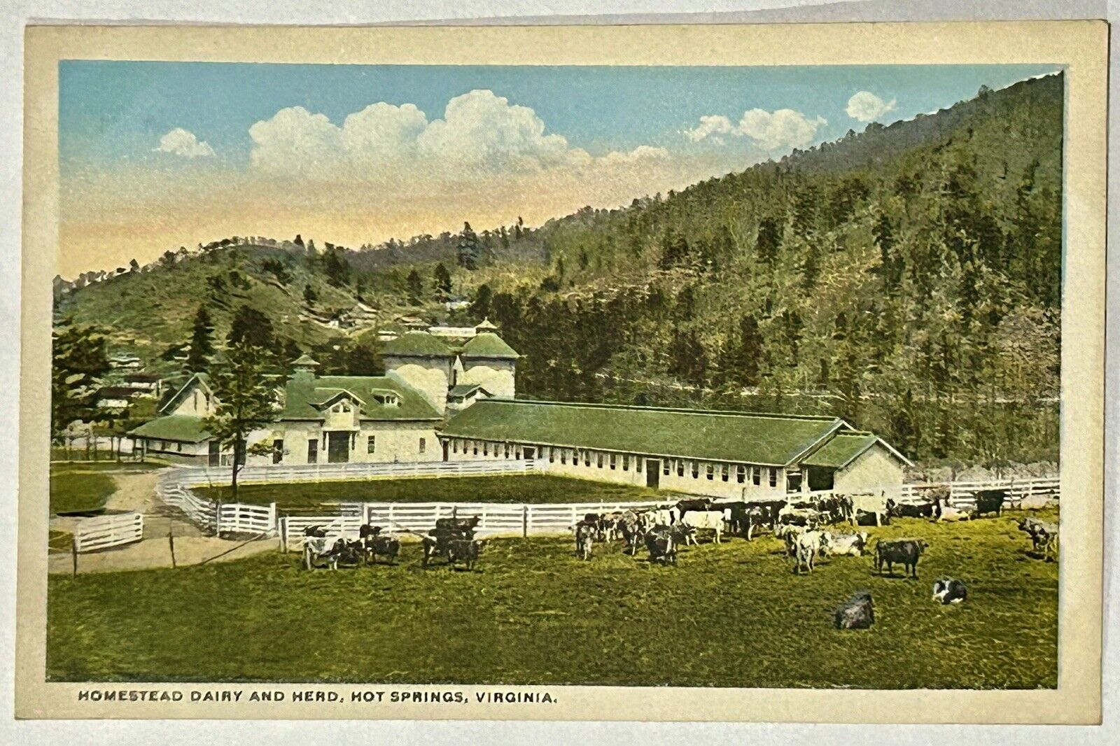 Homestead Dairy and Herd. Hot Springs, Virginia Postcard. VA