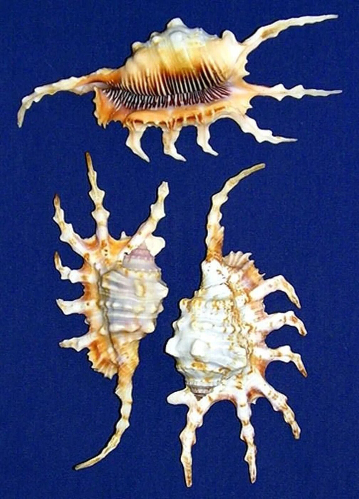 Lambis Scorpion Spider Conch Shells ~ 4