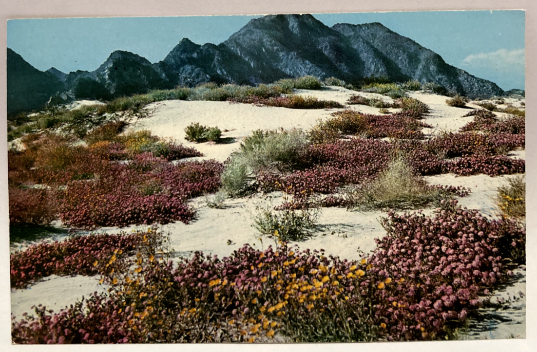 Springtime on the Desert, Verbenas in Bloom, Vintage Postcard