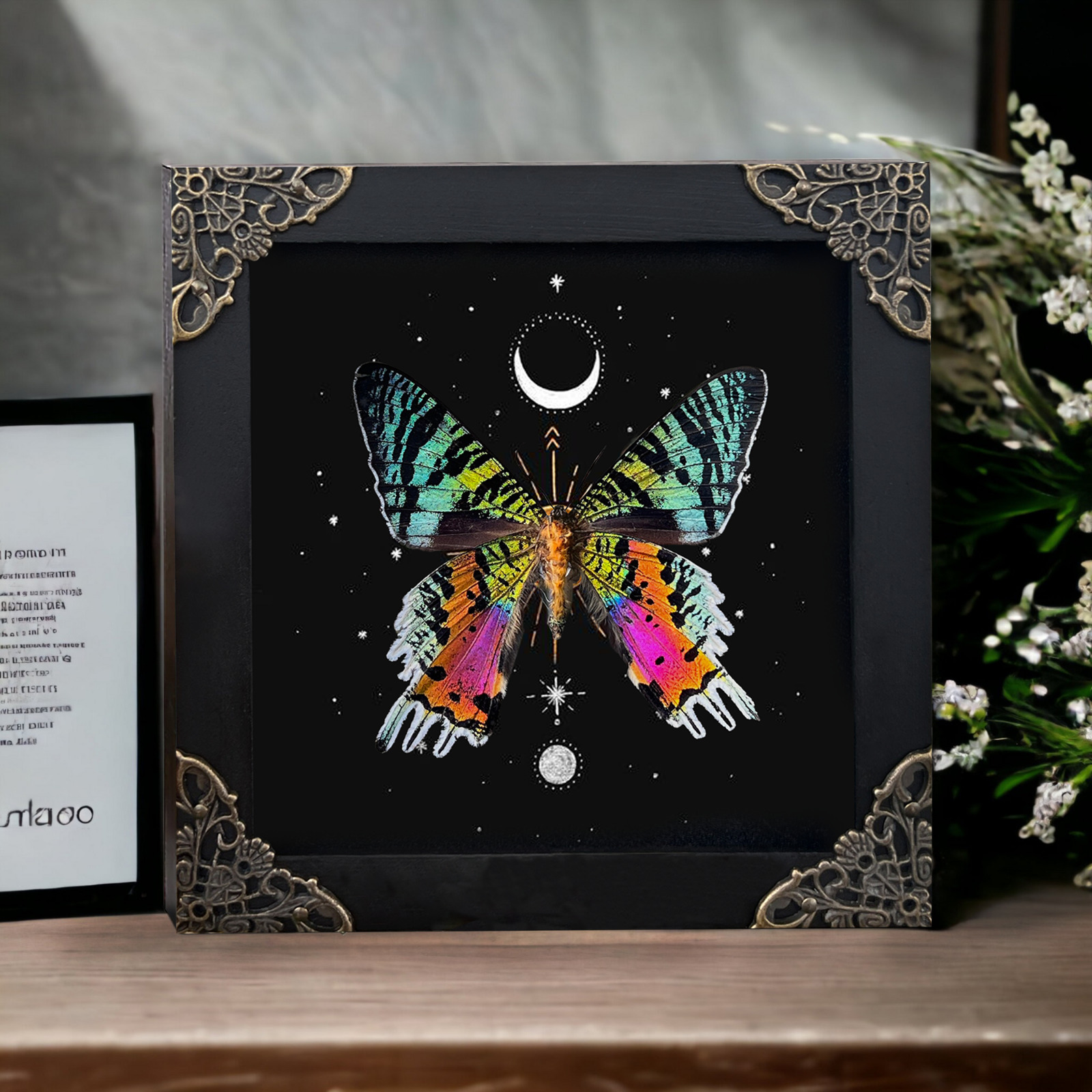 Real Sunset Moth in Astronomy Background Dried Insect Butterfly Gift for Her