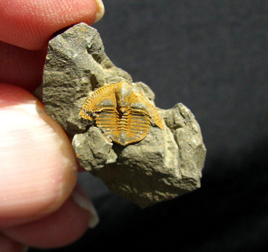EXTINCTIONS- COLORFUL, DETAILED CRYPTOLITHUS TRILOBITE FROM SWATARA GAP - COOL