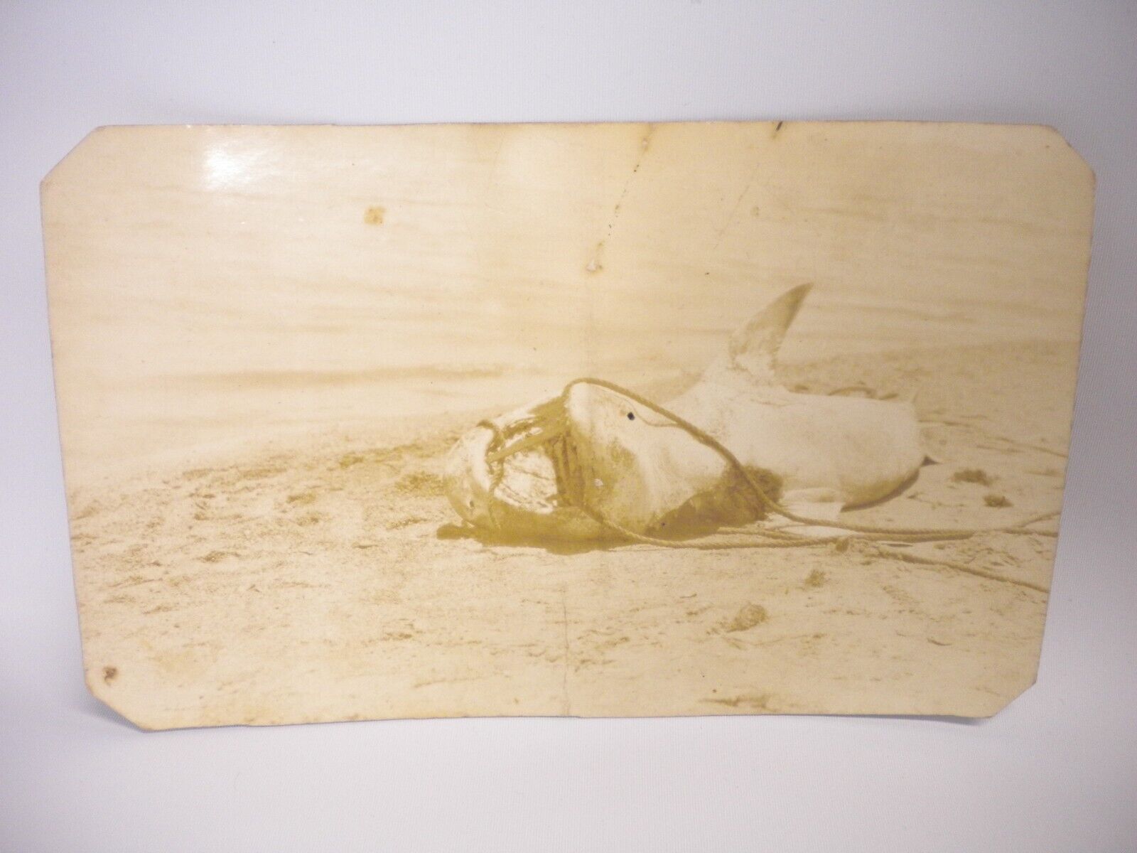 Vintage Antique Original Photograph Post Card Dead Shark Beach Weird RPPC Photo