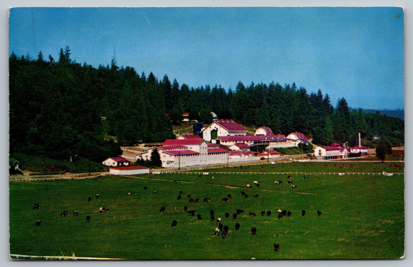 Postcard Carnation Milk Farms, Carnation, Washington F15