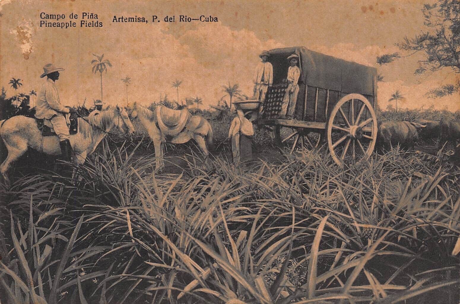 CUBA - RARE 1900’s Pineapple Field & Harvest in Artemisa Pinar del Rio, Cuba