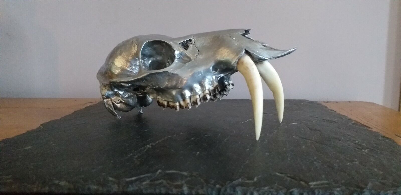 Chinese Water Deer Skull 