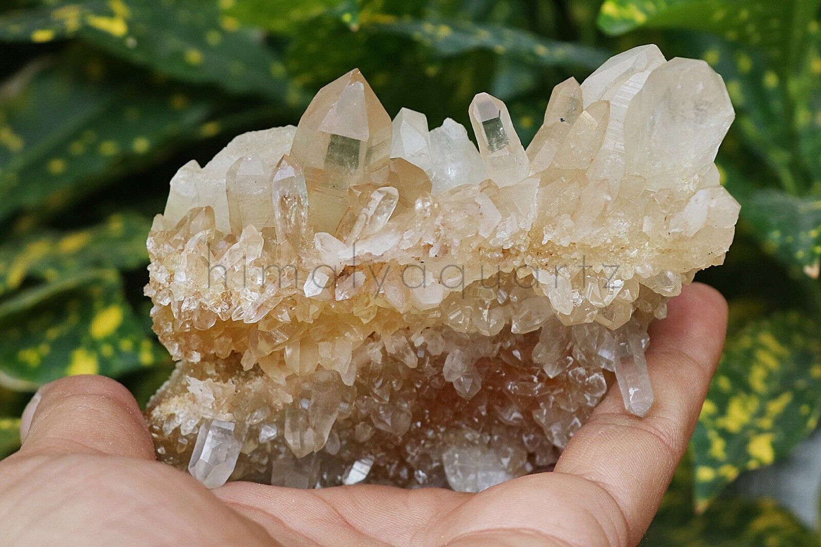 Top Quality Natural Himalayan Yellow Crystal Healing Quartz 310gm Rough Specimen
