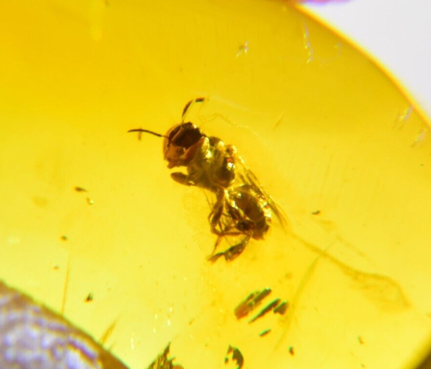 Wasp In Dominican Amber Fossil Natural Gem Stone Genuine (0.7 g) a1837