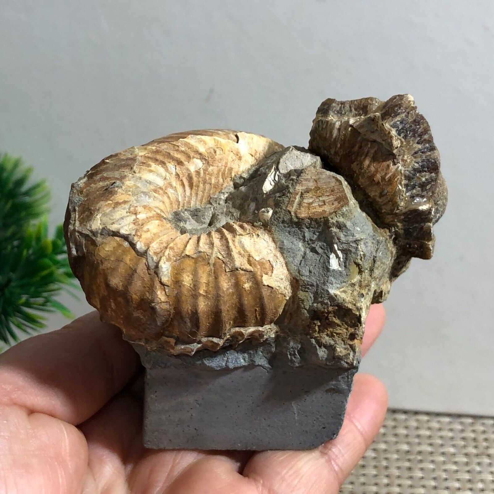 269g Rare Heteromorphic Ammonite Nostoceras malagasyense Madagascar d10