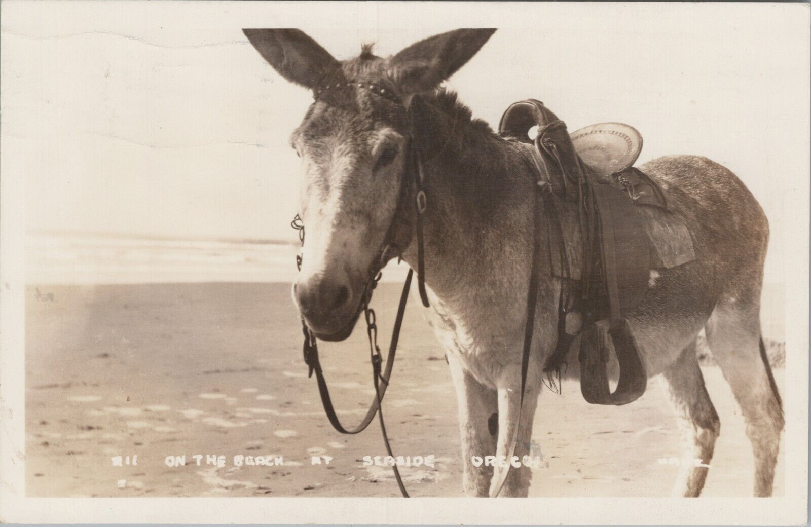 RPPC Seaside OR Donkey Saddled On Beach Oregon 1940s photo postcard G658