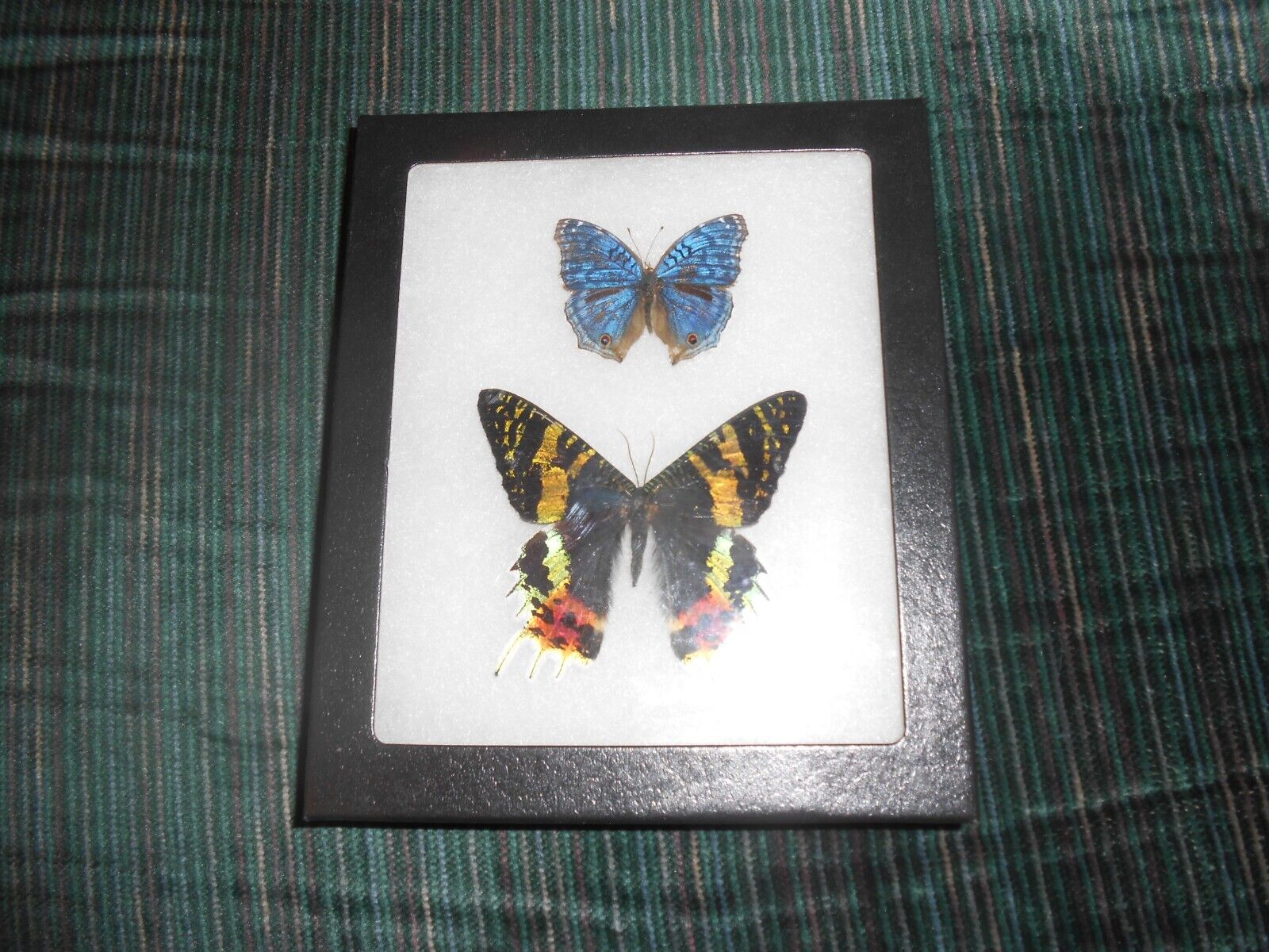 real framed mounted precis radama butterfly, Urania ripheus moth   #m49