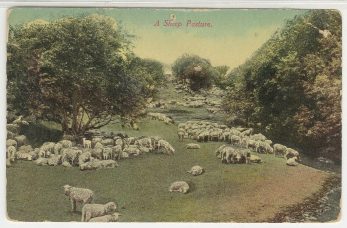 Landscape Postcard View Of A Sheep Pasture c1910s vintage G2