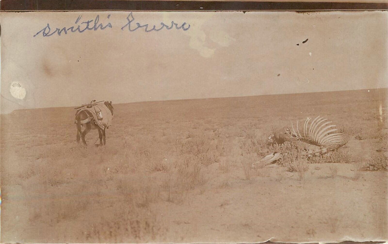 RPPC Utah Bluff Postcard 1914 Desert Bones Smith s Burro 23-7732