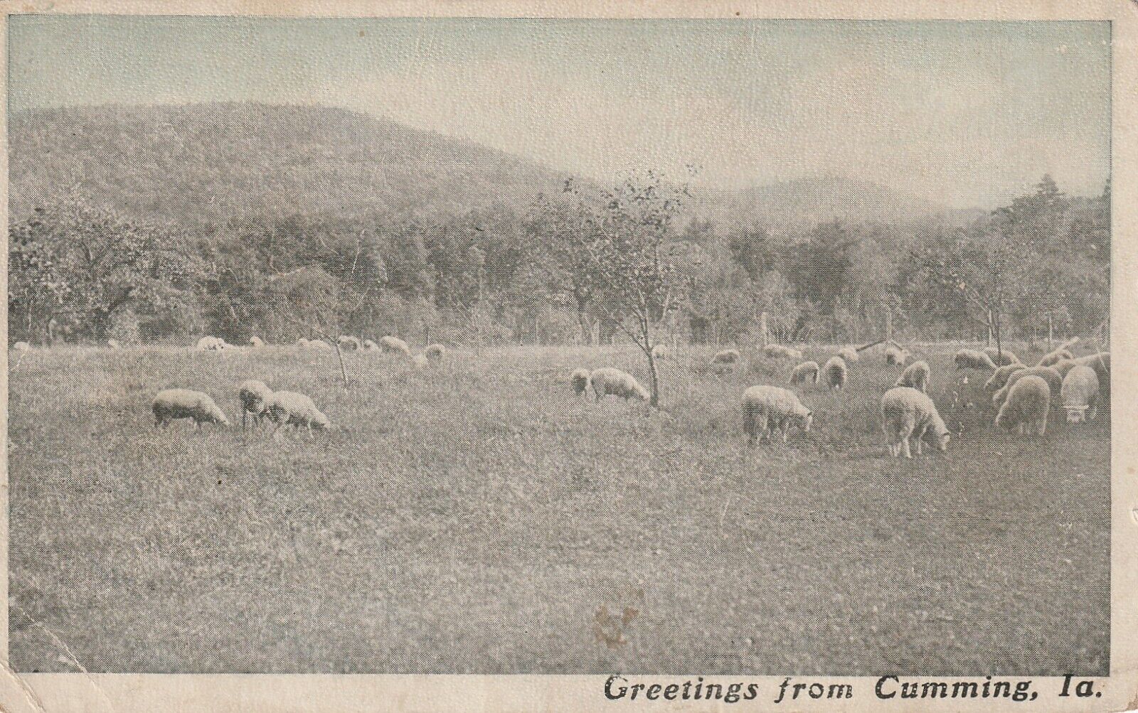 C1907 Greetings from Cummings, Iowa, Sheep Grazing, 1284