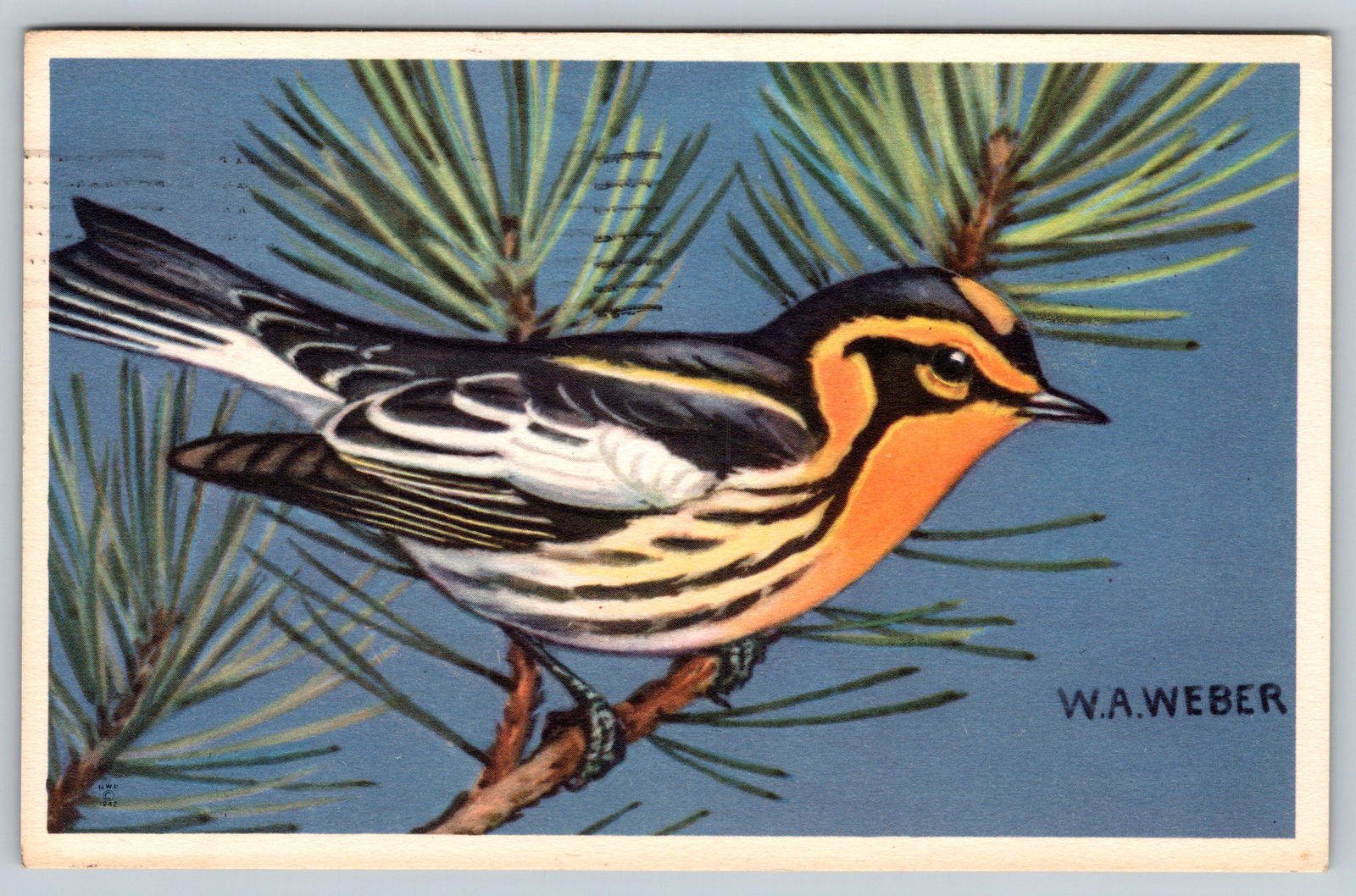 North South Georgia Bird National Central Great United Vintage Chrome Postcard