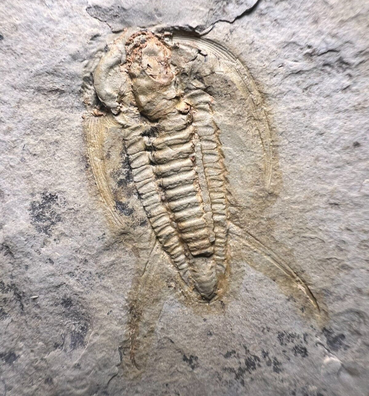 Trilobite Perrector Lower Cambrian Fossil - Tazemourt, Morocco