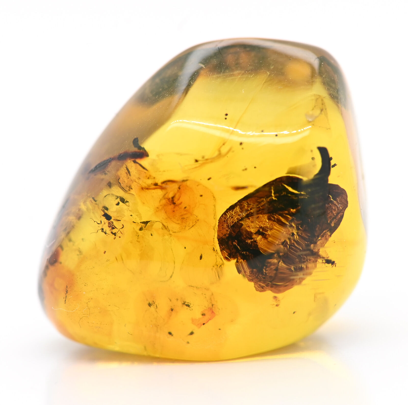Interesting Botanical Flower Petal, Fossil Inclusion in Dominican Amber