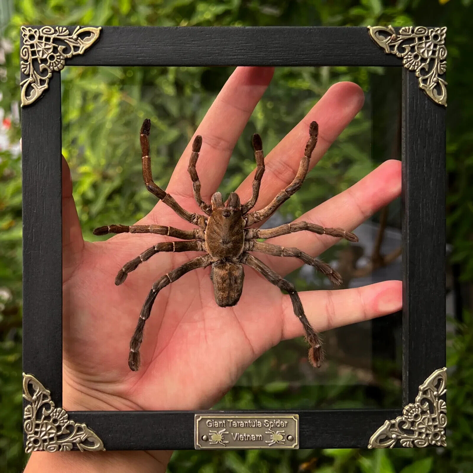 Tarantula Taxidermy Entomology Oddities Spider Double Glass Framed Insect