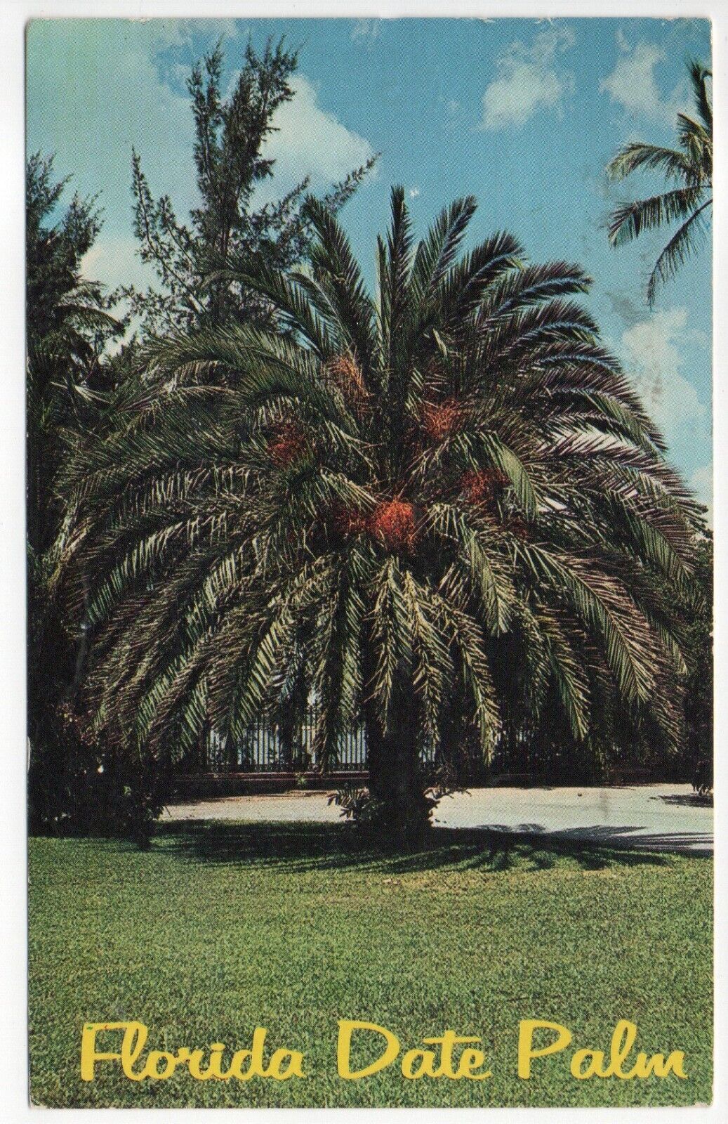 Vintage Postcard Beautiful Florida Date Palm FL Posted 1965