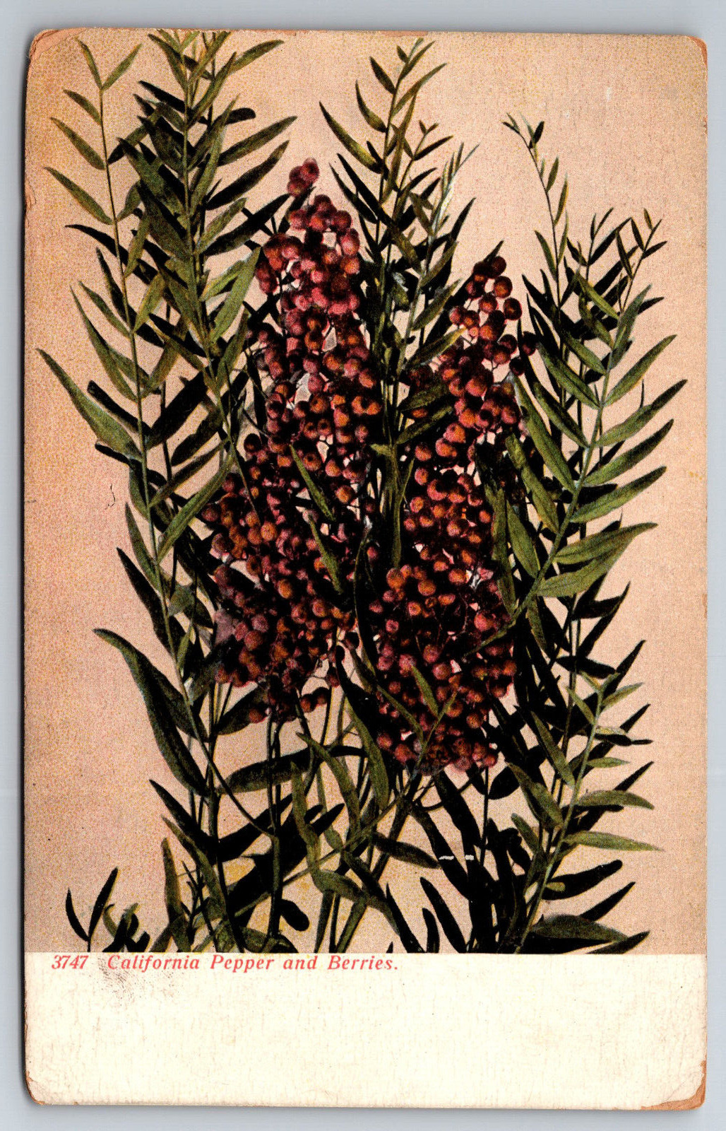 Vintage Postcard CA California Pepper and Berries Open Back ~8787