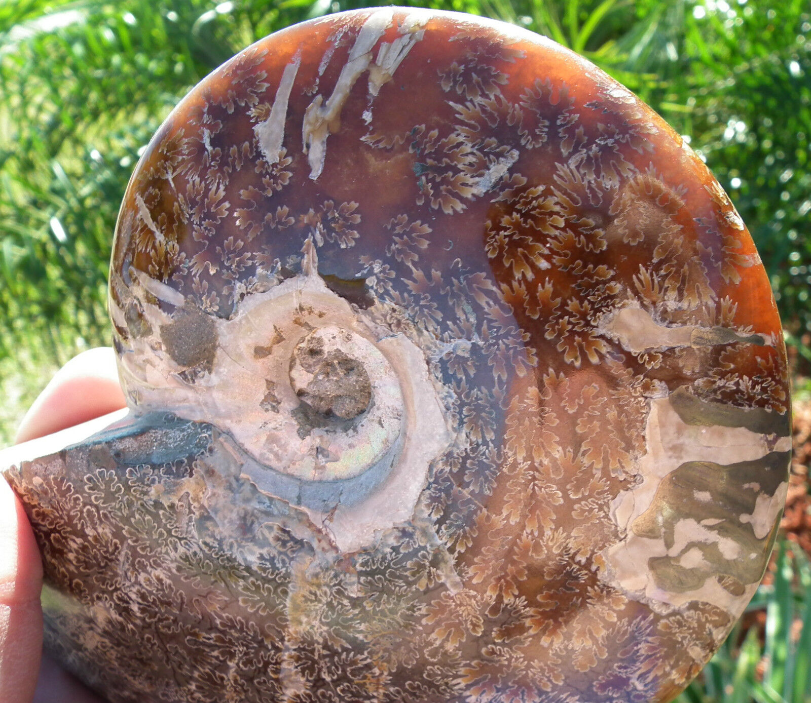 Nice polished Phylloceras Madagascar Ammonite with Ammolite and Suture line