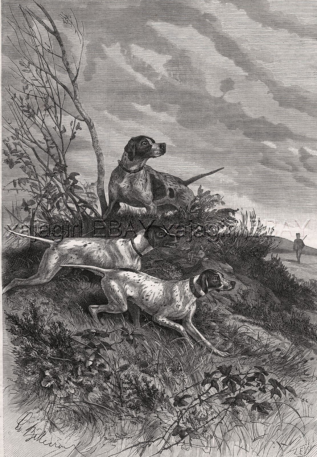 Dog Pointers Hunting in the Field (Named Kennel ID's) Large 1880s Antique Print